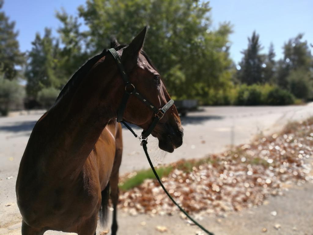 Arrabida Heritage @Portugal Luxury Retreat ξενώνας Azeitao Εξωτερικό φωτογραφία